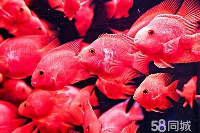 大型魚缸可以養出大錦鯉嗎：大型魚缸養殖注意事項錦鯉養殖注意事項錦鯉養殖注意事項