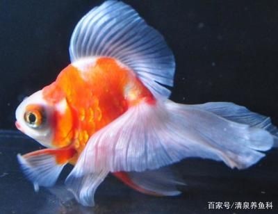 大型魚缸可以養出大錦鯉嗎：大型魚缸養殖注意事項錦鯉養殖注意事項錦鯉養殖注意事項