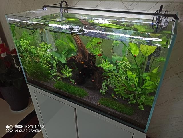 澤州縣巴公鎮巴原街江華精創生態水族館