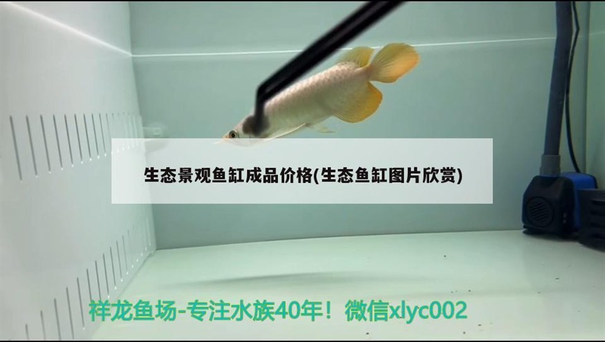 生態景觀魚缸成品價格(生態魚缸圖片欣賞)