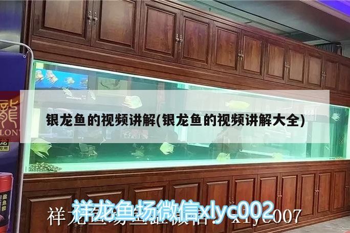 銀龍魚的視頻講解(銀龍魚的視頻講解大全)