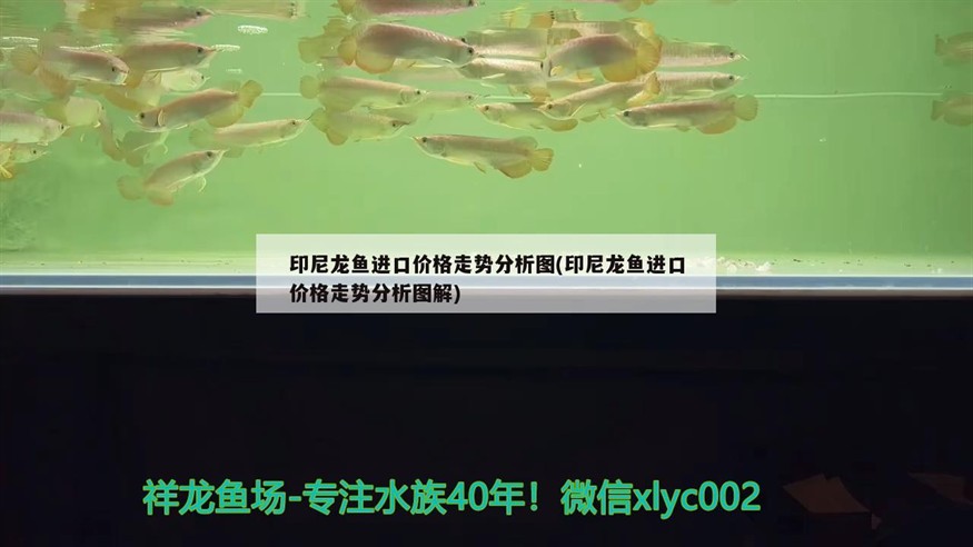 龍魚和虎魚眼睛里都出現(xiàn)了小白點