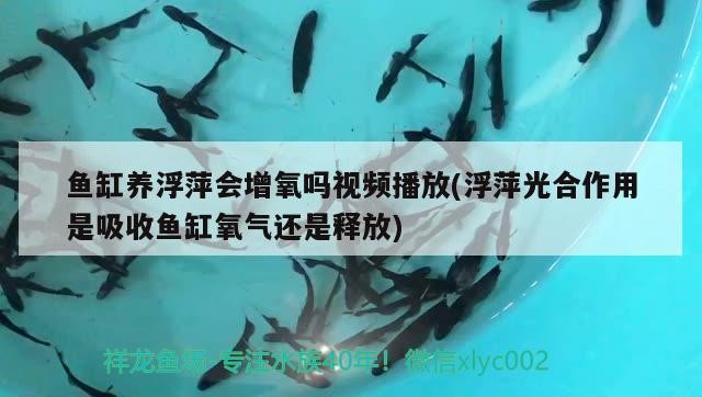 魚缸養浮萍會增氧嗎視頻播放(浮萍光合作用是吸收魚缸氧氣還是釋放)