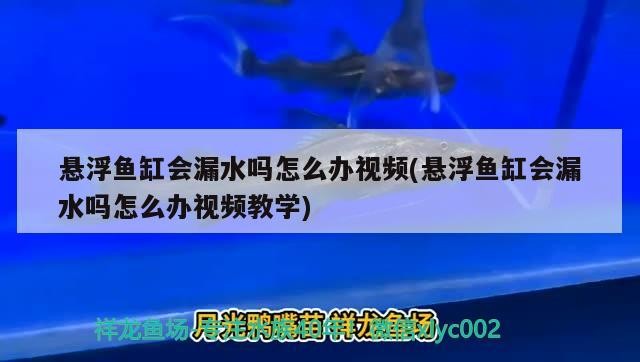 懸浮魚缸會漏水嗎怎么辦視頻(懸浮魚缸會漏水嗎怎么辦視頻教學)