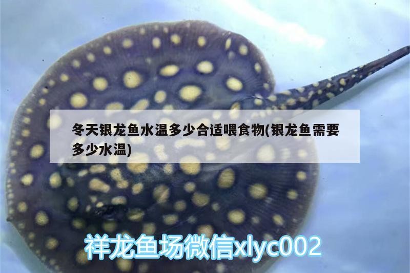 冬天銀龍魚水溫多少合適喂食物(銀龍魚需要多少水溫)