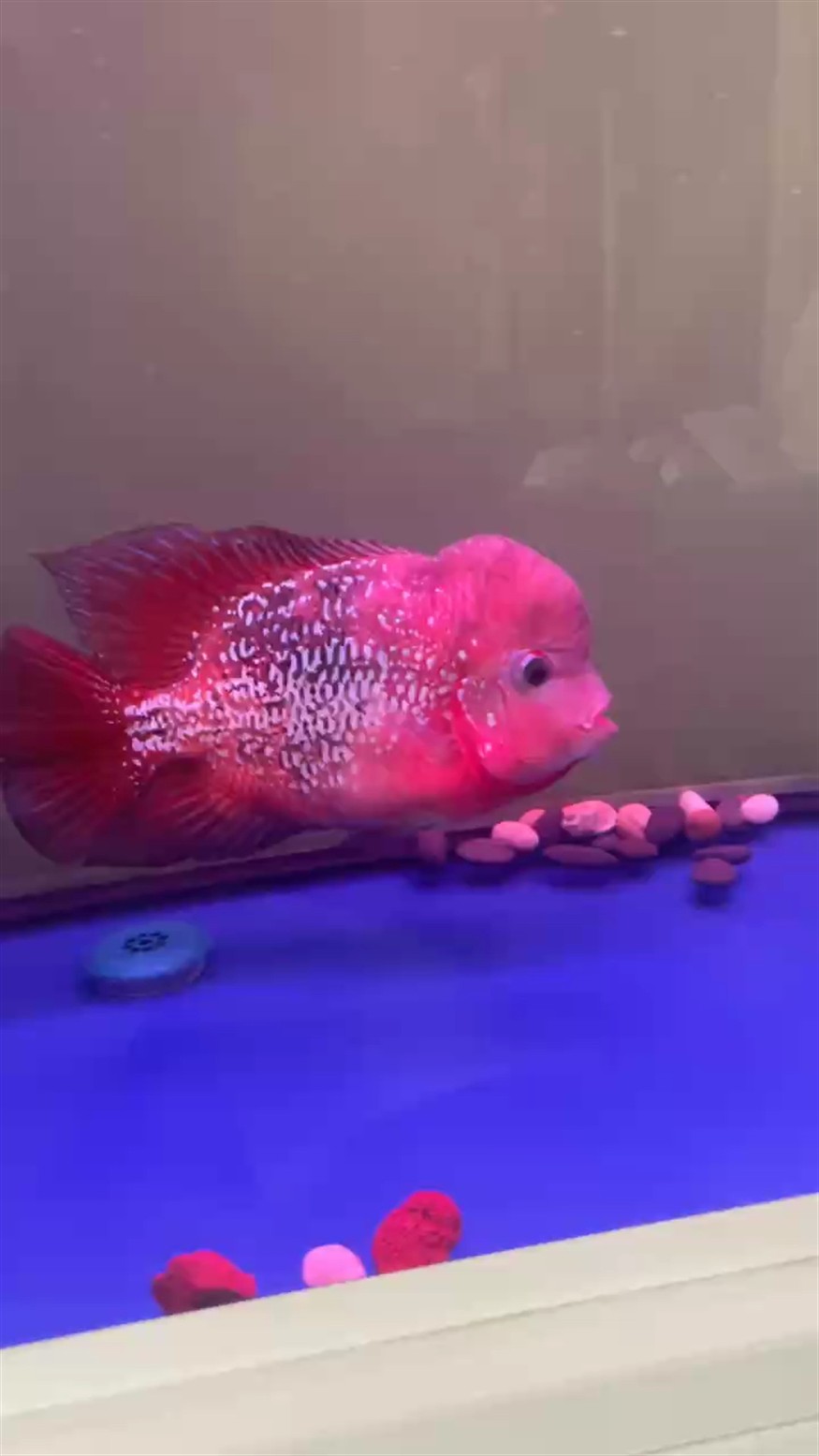 紅泰古分享更新