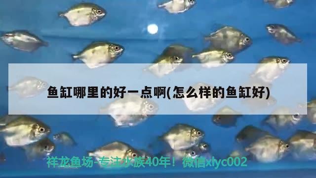 魚缸哪里的好一點(diǎn)啊(怎么樣的魚缸好)