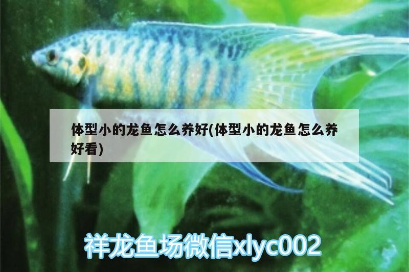 體型小的龍魚怎么養好(體型小的龍魚怎么養好看)