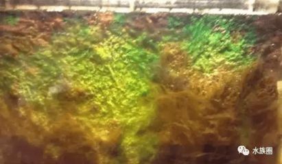 玻璃魚缸頑固水垢清除妙招：如何清除魚缸水垢