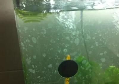 玻璃魚缸頑固水垢清除妙招：如何清除魚缸水垢
