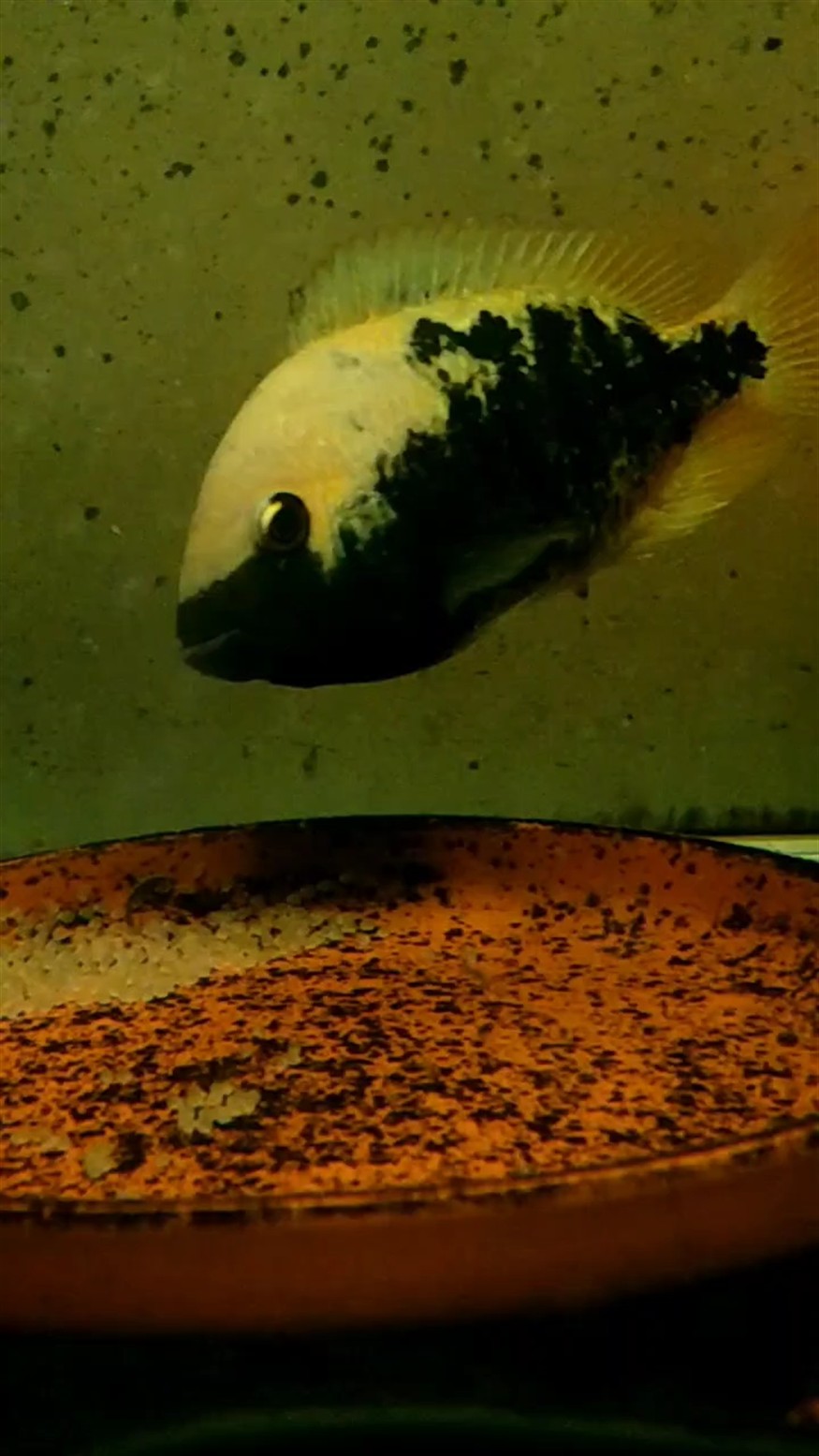 孵蛋母魚