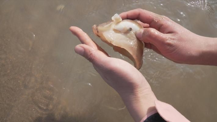 大梅趕海魚缸怎么養好：大梅在趕海的過程中可以抓到一些魚類，可以放入魚缸中養殖
