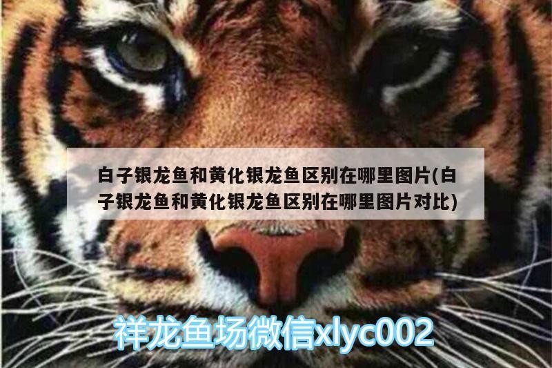 白子銀龍魚(yú)和黃化銀龍魚(yú)區(qū)別在哪里圖片(白子銀龍魚(yú)和黃化銀龍魚(yú)區(qū)別在哪里圖片對(duì)比)