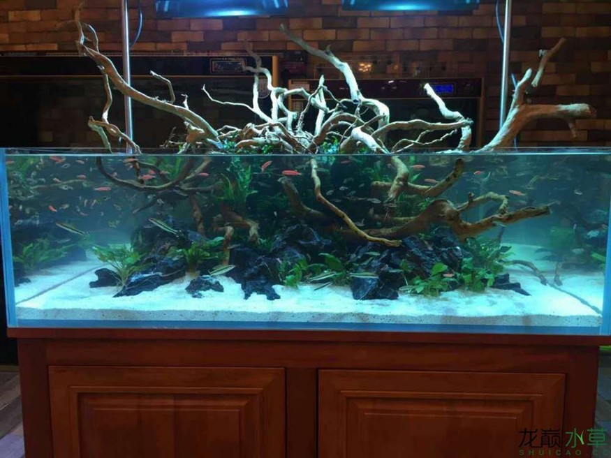 便宜的魚缸造景多少錢：如何自制一個簡單的魚缸造景