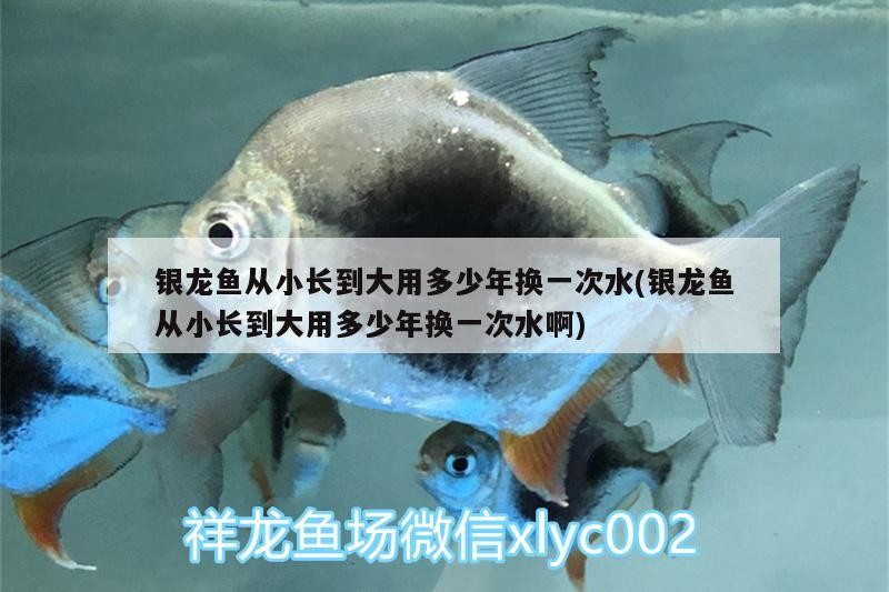 銀龍魚(yú)從小長(zhǎng)到大用多少年換一次水(銀龍魚(yú)從小長(zhǎng)到大用多少年換一次水啊)