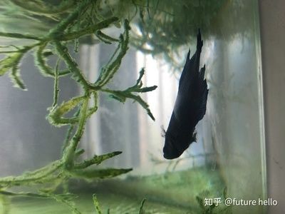 大魚缸怎么養水：大魚缸養水的正確方法