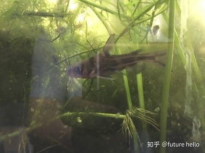大魚缸怎么養水：大魚缸養水的正確方法