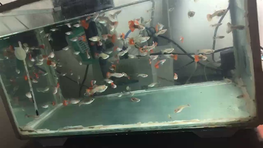 孔雀魚