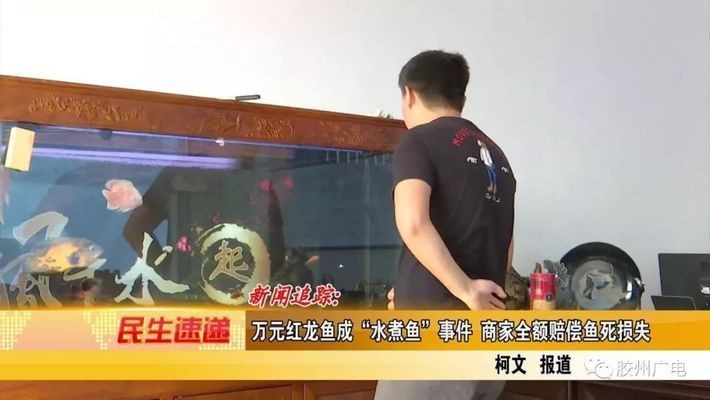 紅龍魚出售或轉讓騙局：如何辨別紅龍魚的真偽