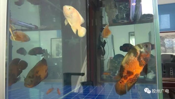 紅龍魚出售或轉讓騙局：如何辨別紅龍魚的真偽