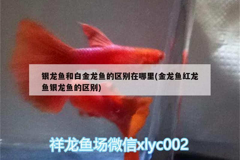 銀龍魚和白金龍魚的區別在哪里(金龍魚紅龍魚銀龍魚的區別)