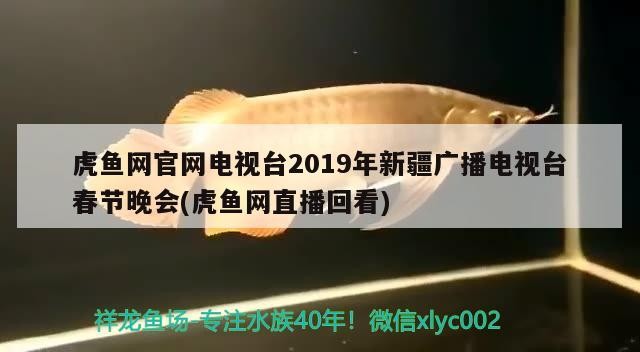 虎魚網官網電視臺2019年新疆廣播電視臺春節晚會(虎魚網直播回看)