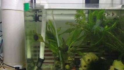 pvc管改裝魚缸過濾：pvc管改裝魚缸過濾器的優點