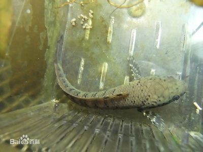 各種雷龍魚介紹圖解