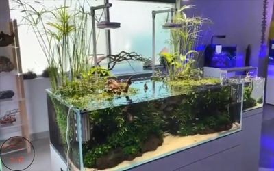 半圓形魚缸造景設計：半圓形魚缸造景設計的基本步驟