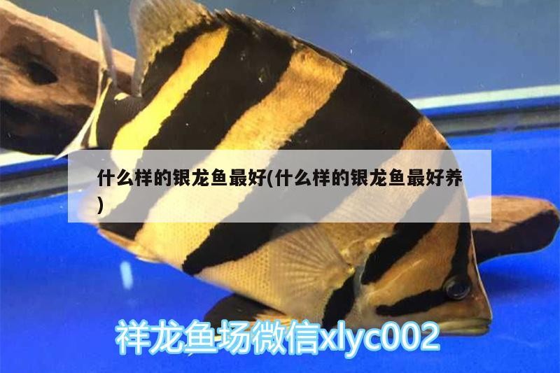 什么樣的銀龍魚(yú)最好(什么樣的銀龍魚(yú)最好養(yǎng))