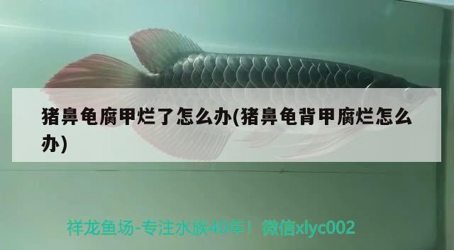 豬鼻龜腐甲爛了怎么辦(豬鼻龜背甲腐爛怎么辦)