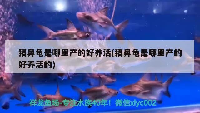 豬鼻龜是哪里產的好養活(豬鼻龜是哪里產的好養活的)