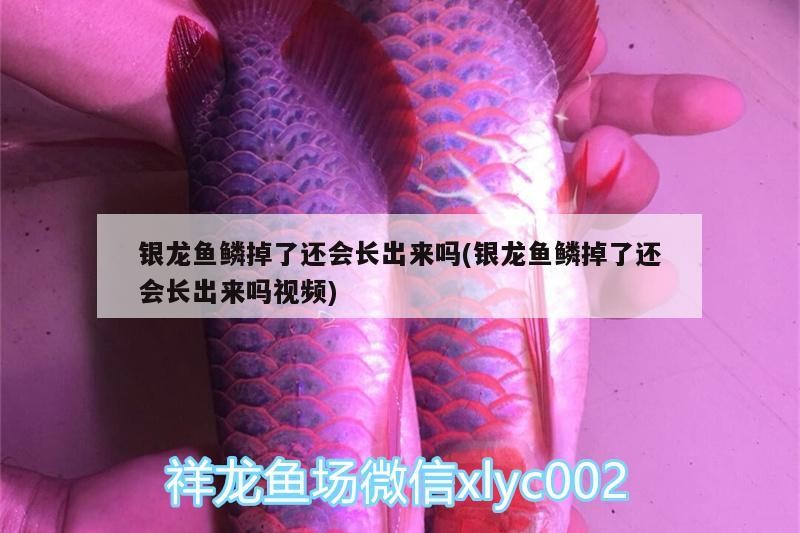 銀龍魚鱗掉了還會長出來嗎(銀龍魚鱗掉了還會長出來嗎視頻)