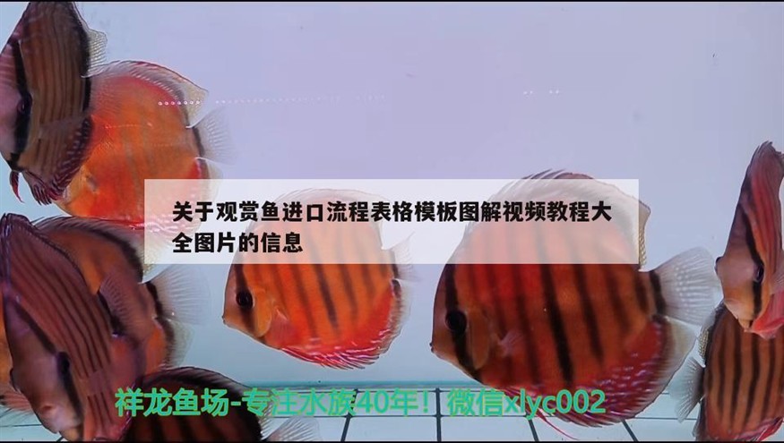 鱗片充血