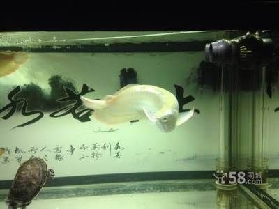 煙臺市芝罘區鴻潤水族館（煙臺市芝罘區鴻潤水族館電話）