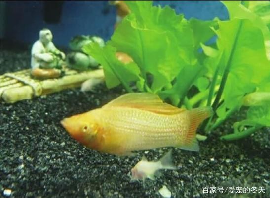 東營區陽光水族館（東營區陽光水族館電話）