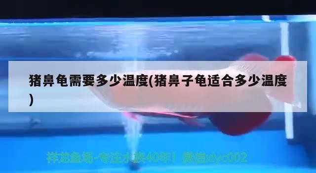 豬鼻龜需要多少溫度(豬鼻子龜適合多少溫度)