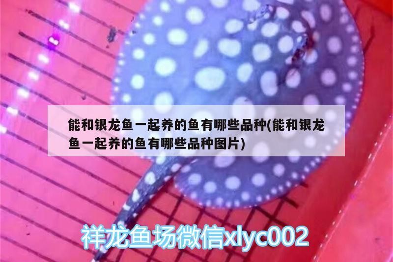 能和銀龍魚一起養的魚有哪些品種(能和銀龍魚一起養的魚有哪些品種圖片)