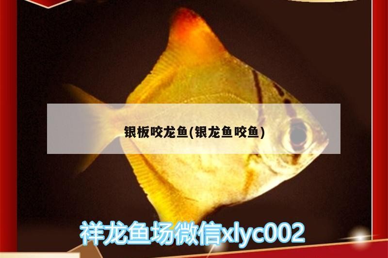 銀板咬龍魚(銀龍魚咬魚)