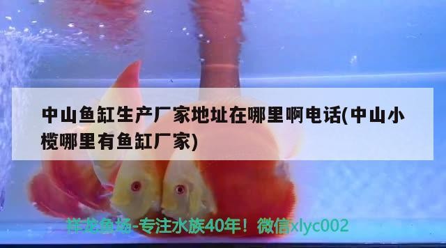 中山魚缸生產廠家地址在哪里啊電話(中山小欖哪里有魚缸廠家)