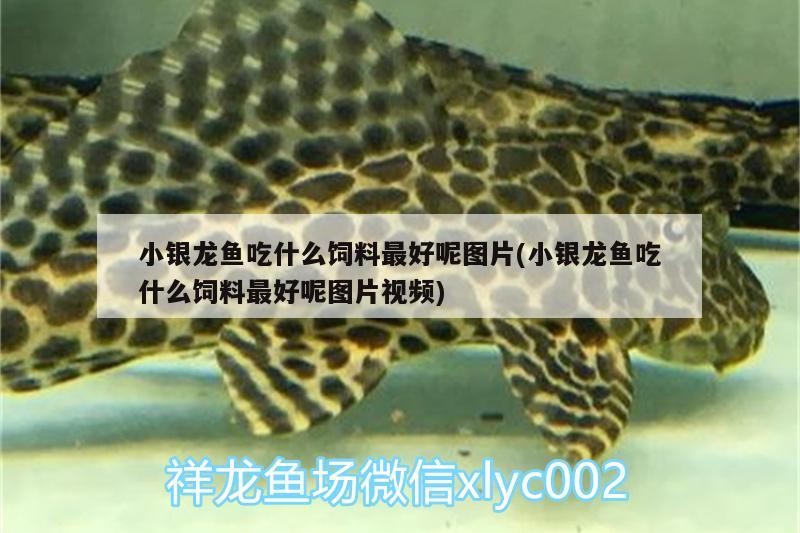 小銀龍魚吃什么飼料最好呢圖片(小銀龍魚吃什么飼料最好呢圖片視頻)