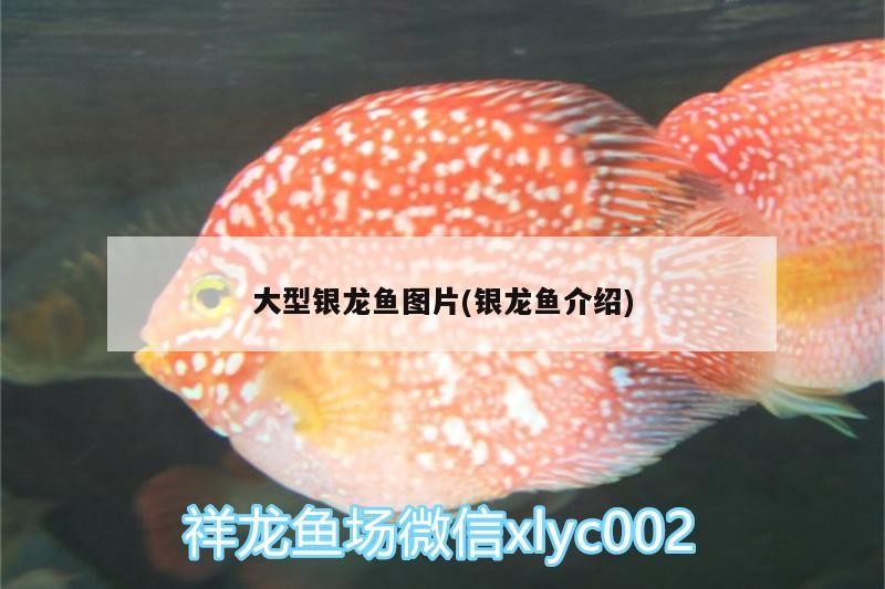 大型銀龍魚圖片(銀龍魚介紹)