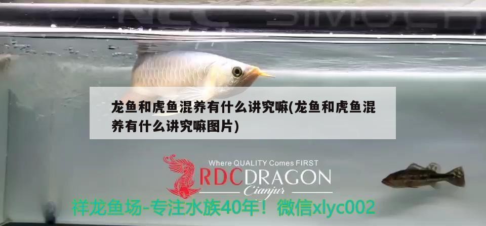 龍魚和虎魚混養有什么講究嘛(龍魚和虎魚混養有什么講究嘛圖片)