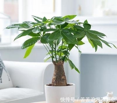 屬龍的適合養金魚嗎
