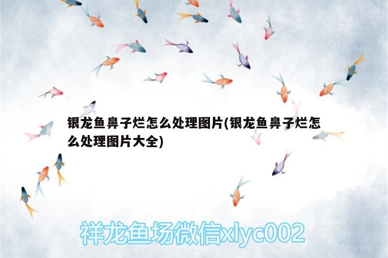 銀龍魚鼻子爛怎么處理圖片(銀龍魚鼻子爛怎么處理圖片大全)