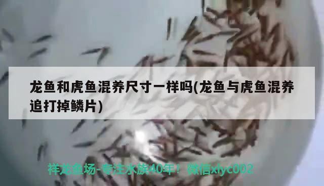 龍魚和虎魚混養尺寸一樣嗎(龍魚與虎魚混養追打掉鱗片)