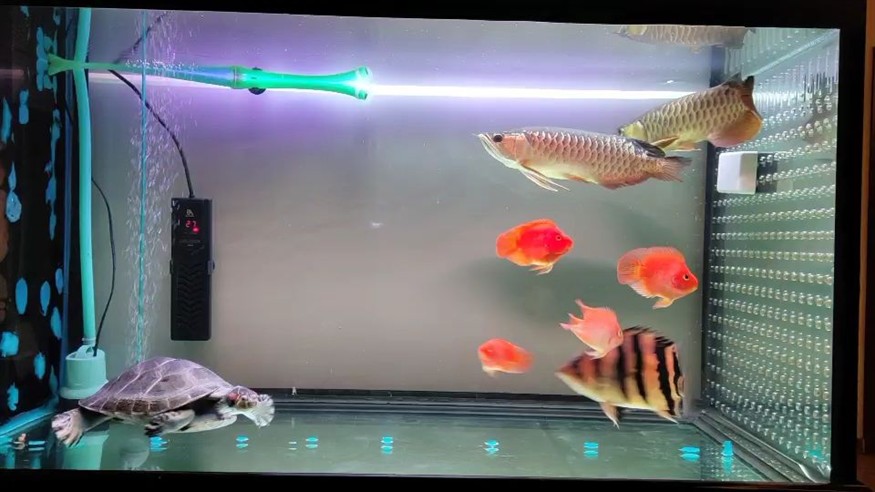 曼龍魚是熱帶魚嗎 （曼龍魚什么品種愿吃水里蟲子）