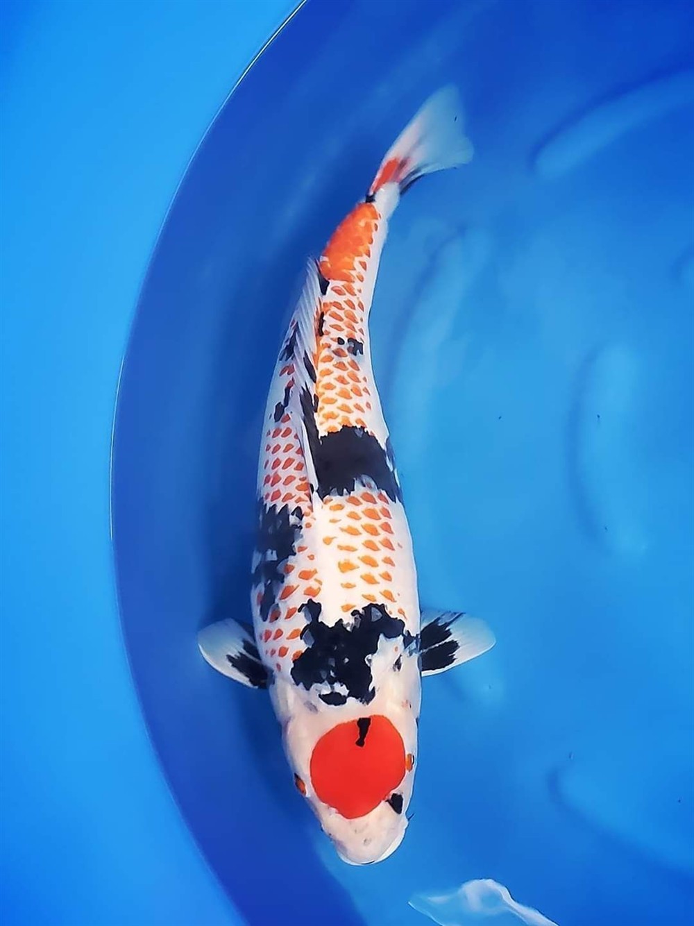 曼龍魚是熱帶魚嗎 （曼龍魚什么品種愿吃水里蟲子）