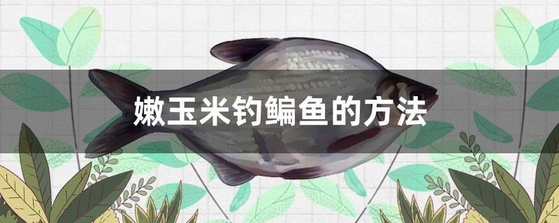 嫩玉米釣鳊魚的方法