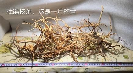 杜鵑根對魚缸水有什么影響